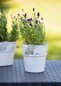 zdj_1442 Jan. 30 08.55.jpg