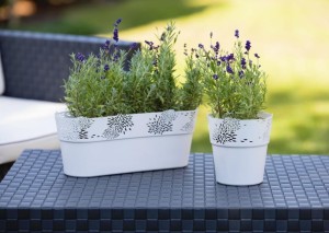 zdj_1443 Jan. 30 08.55.jpg